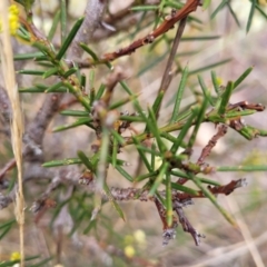 Acacia genistifolia at Gundary, NSW - 15 May 2023