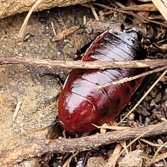 Platyzosteria similis at Gundary, NSW - 14 May 2023 by trevorpreston