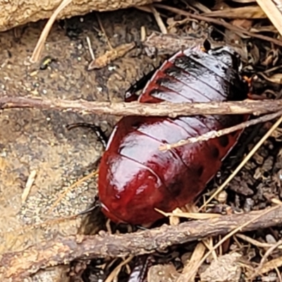 Platyzosteria similis at Pomaderris Nature Reserve - 14 May 2023 by trevorpreston