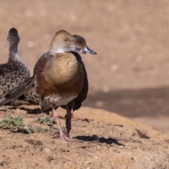 Dendrocygna eytoni (Plumed Whistling-Duck) at Bungendore, NSW - 15 May 2023 by rawshorty