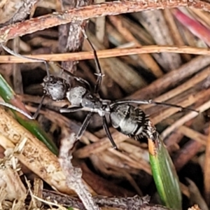 Camponotus sp. (genus) at Gundary, NSW - 15 May 2023