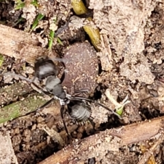 Camponotus sp. (genus) at Gundary, NSW - 15 May 2023