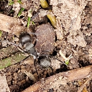 Camponotus sp. (genus) at Gundary, NSW - 15 May 2023 09:27 AM