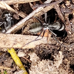 Camponotus sp. (genus) at Gundary, NSW - 15 May 2023