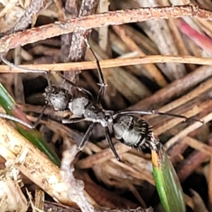 Camponotus sp. (genus) at Gundary, NSW - 15 May 2023