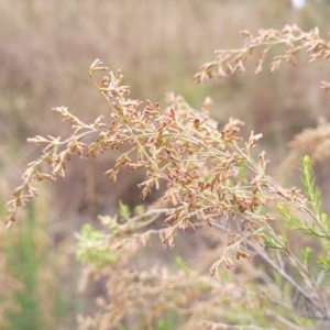 Cassinia sifton at Gundary, NSW - 15 May 2023 09:23 AM