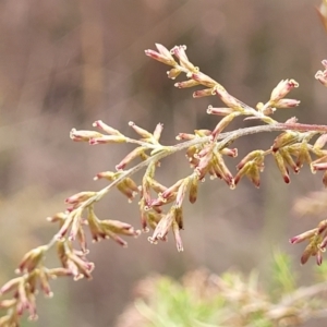 Cassinia sifton at Gundary, NSW - 15 May 2023