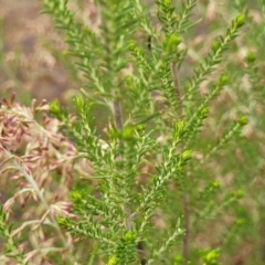 Cassinia sifton at Gundary, NSW - 15 May 2023 09:23 AM