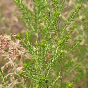 Cassinia sifton at Gundary, NSW - 15 May 2023