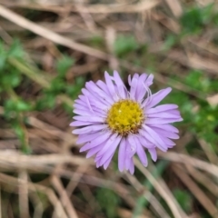 Calotis cuneifolia (Purple Burr-daisy) at Pomaderris Nature Reserve - 15 May 2023 by trevorpreston