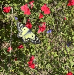 Delias aganippe (Spotted Jezebel) at Murrumbateman, NSW - 15 May 2023 by SimoneC