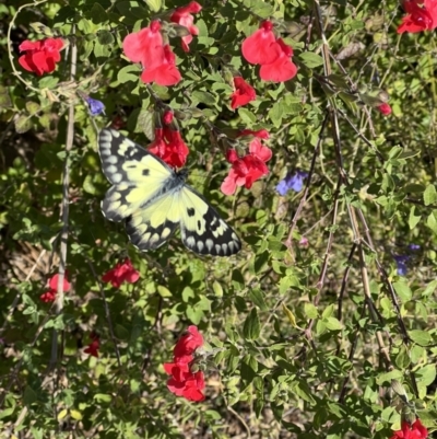 Delias aganippe (Spotted Jezebel) at Murrumbateman, NSW - 15 May 2023 by SimoneC