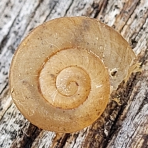 Pommerhelix sp. (genus) at Bungonia, NSW - 15 May 2023 11:39 AM