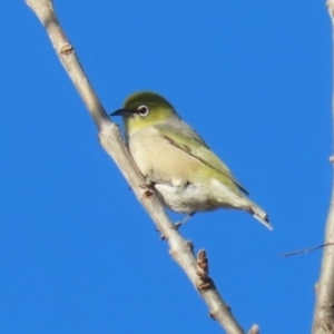 Zosterops lateralis at Isabella Plains, ACT - 14 May 2023 02:32 PM