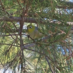 Zosterops lateralis at Isabella Plains, ACT - 14 May 2023