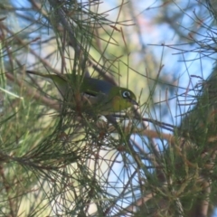 Zosterops lateralis at Isabella Plains, ACT - 14 May 2023