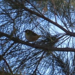 Zosterops lateralis at Isabella Plains, ACT - 14 May 2023