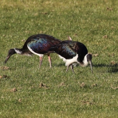 Threskiornis spinicollis (Straw-necked Ibis) at Isabella Plains, ACT - 14 May 2023 by RodDeb