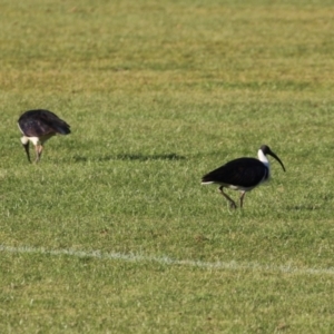 Threskiornis spinicollis at Isabella Plains, ACT - 14 May 2023 03:46 PM