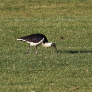 Threskiornis spinicollis at Isabella Plains, ACT - 14 May 2023 03:46 PM