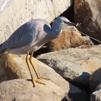 Egretta novaehollandiae (White-faced Heron) at Isabella Plains, ACT - 14 May 2023 by RodDeb