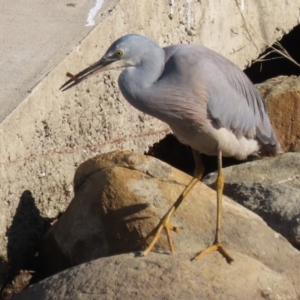 Egretta novaehollandiae at Isabella Plains, ACT - 14 May 2023