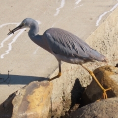 Egretta novaehollandiae at Isabella Plains, ACT - 14 May 2023