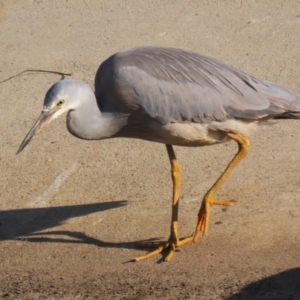 Egretta novaehollandiae at Isabella Plains, ACT - 14 May 2023