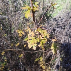 Crataegus monogyna at Watson, ACT - 15 May 2023