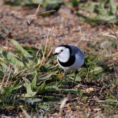 Epthianura albifrons (White-fronted Chat) at Denman Prospect, ACT - 13 May 2023 by cedrisc