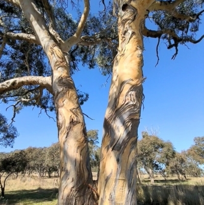 Eucalyptus blakelyi (Blakely's Red Gum) at Lions Youth Haven - Westwood Farm A.C.T. - 15 May 2023 by HelenCross