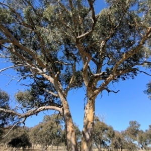 Eucalyptus blakelyi at Lions Youth Haven - Westwood Farm A.C.T. - 15 May 2023