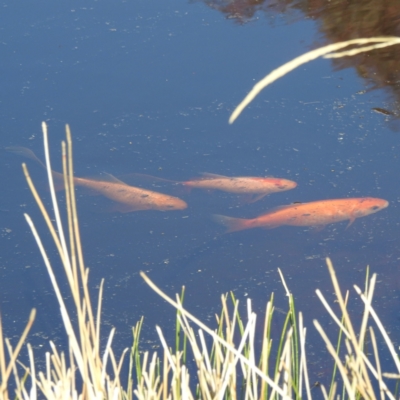 Carassius auratus (Goldfish) at Kambah, ACT - 15 May 2023 by HelenCross