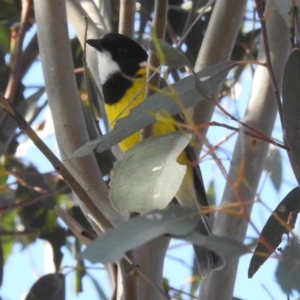 Pachycephala pectoralis at Stromlo, ACT - 15 May 2023 12:48 PM