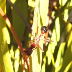 Myrmecia simillima at Stromlo, ACT - 15 May 2023