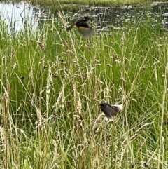 Phylidonyris novaehollandiae at Fyshwick, ACT - 15 Jan 2023