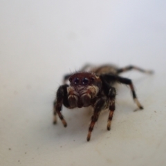 Maratus griseus (Jumping spider) at Murrumbateman, NSW - 12 May 2023 by SimoneC