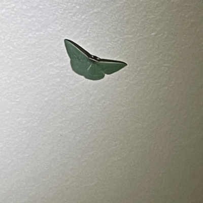 Chlorocoma (genus) (Emerald moth) at Surf Beach, NSW - 15 May 2023 by Hejor1