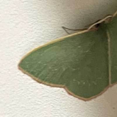 Chlorocoma dichloraria (Guenee's or Double-fringed Emerald) at Surf Beach, NSW - 15 May 2023 by Hejor1