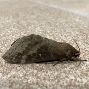 Oxycanus (genus) at Surf Beach, NSW - 15 May 2023 07:16 PM