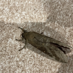 Oxycanus (genus) at Surf Beach, NSW - 15 May 2023 07:16 PM