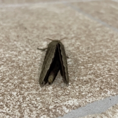 Oxycanus (genus) at Surf Beach, NSW - 15 May 2023 07:16 PM
