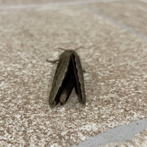 Oxycanus (genus) at Surf Beach, NSW - 15 May 2023 07:16 PM