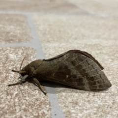 Oxycanus (genus) at Surf Beach, NSW - 15 May 2023 07:16 PM