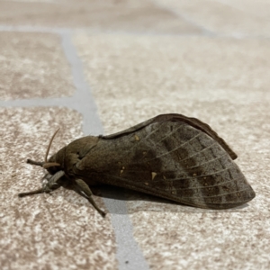 Oxycanus (genus) at Surf Beach, NSW - 15 May 2023 07:16 PM