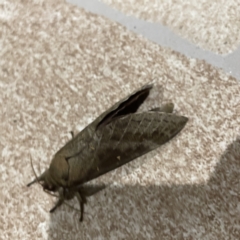 Oxycanus (genus) at Surf Beach, NSW - 15 May 2023 07:16 PM