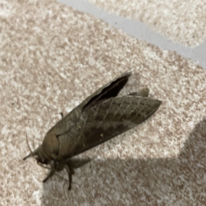 Oxycanus (genus) at Surf Beach, NSW - 15 May 2023 07:16 PM