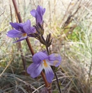 Euphrasia caudata at Cotter River, ACT - 14 May 2023