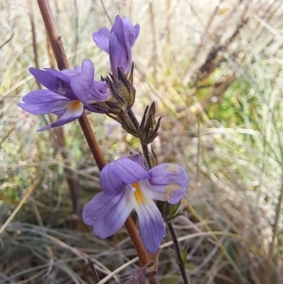 Euphrasia caudata (Tailed Eyebright) at Cotter River, ACT - 14 May 2023 by Satine