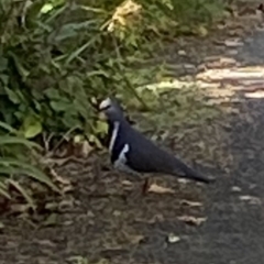 Leucosarcia melanoleuca (Wonga Pigeon) at Bright, VIC - 15 May 2023 by jks